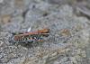 Myrmeleotettix maculatus maculatus